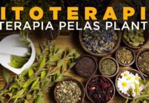 Fitoterapia: O Poder das Plantas na Promoção da Saúde.